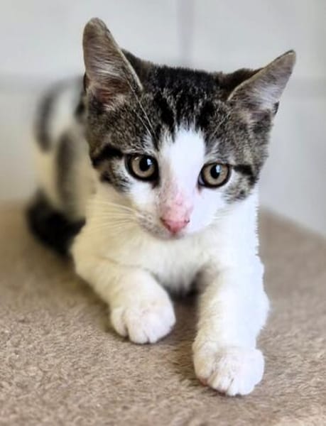 Katzenkind Titus