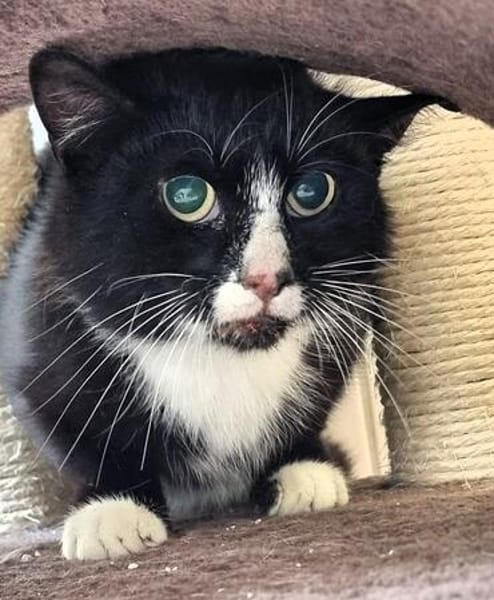 Bibi