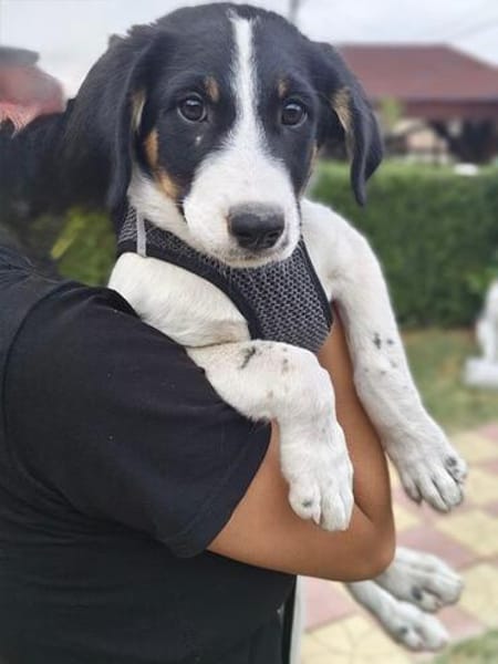 Beagle mix Shaban