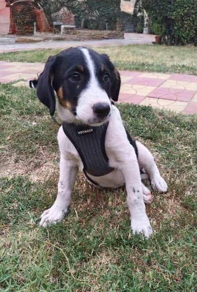 Beagle mix Shaban