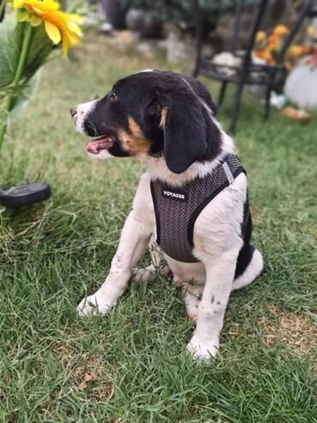 Beagle mix Shaban