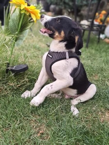 Beagle mix Shaban