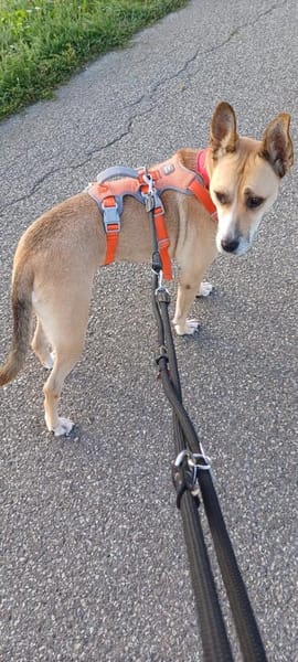Sowa sucht dringend einen Einzelplatz!