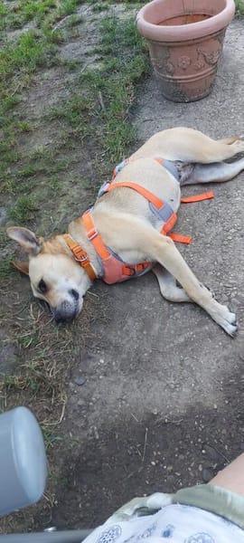 Sowa sucht dringend einen Einzelplatz!