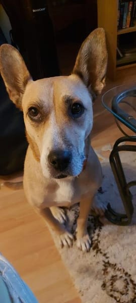 Sowa sucht dringend einen Einzelplatz!