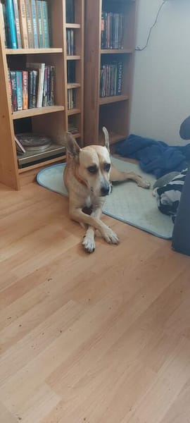 Sowa sucht dringend einen Einzelplatz!