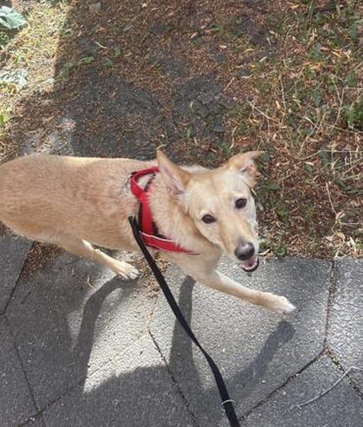 Sensible, zauberhafte, freundliche Ceci sucht