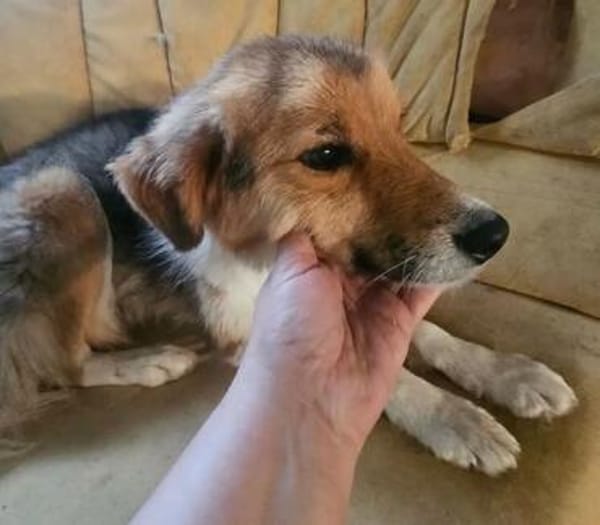 Rico 2,5 Jahre sucht Dich