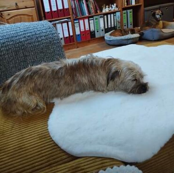Penny sucht ein Zuhause