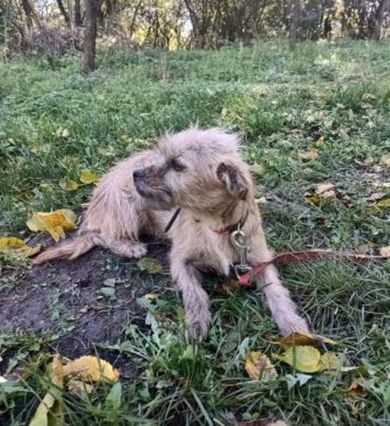 Penny sucht ein Zuhause
