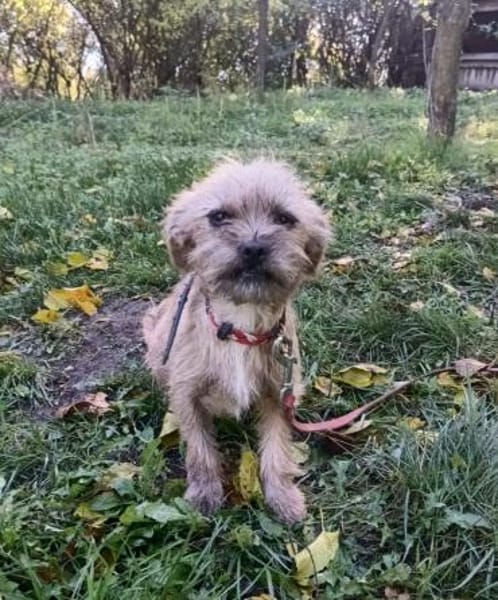 Penny sucht ein Zuhause