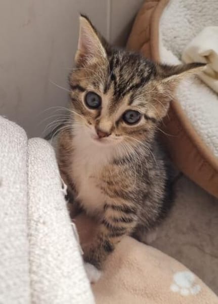 Katzenkind Ember