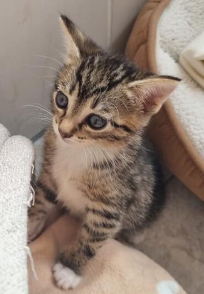 Katzenkind Ember