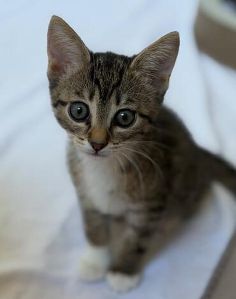 Katzenkind Ember