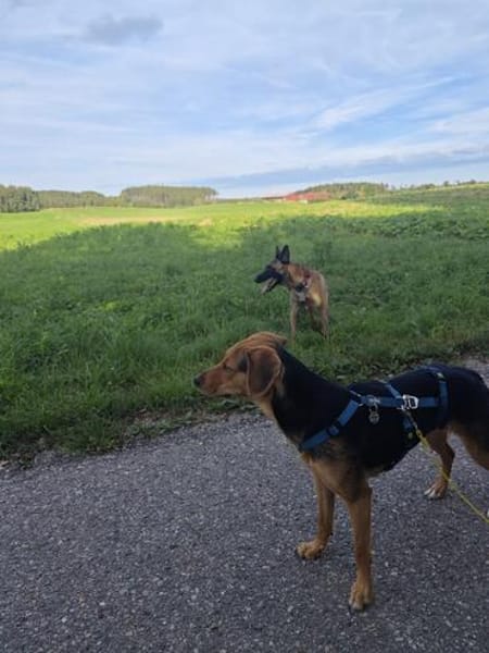 Klara sucht ihren Menschen