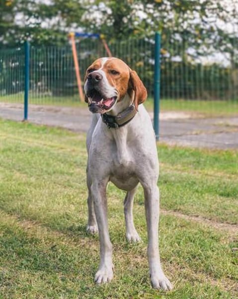 Pointer Chico sucht seine Menschen