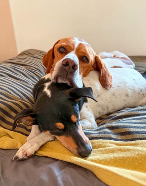 Pointer Chico sucht seine Menschen