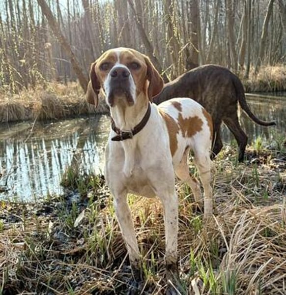Pointer Chico sucht seine Menschen