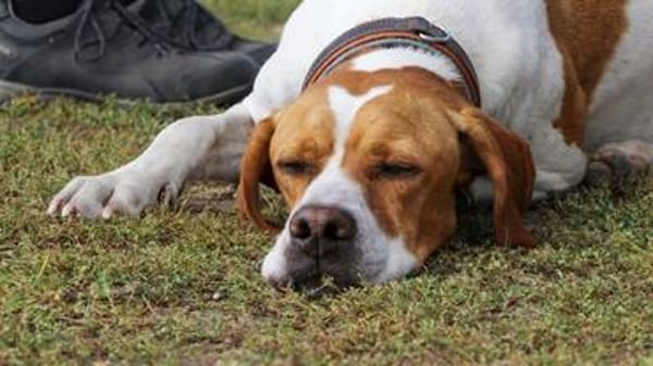 Pointer Chico sucht seine Menschen