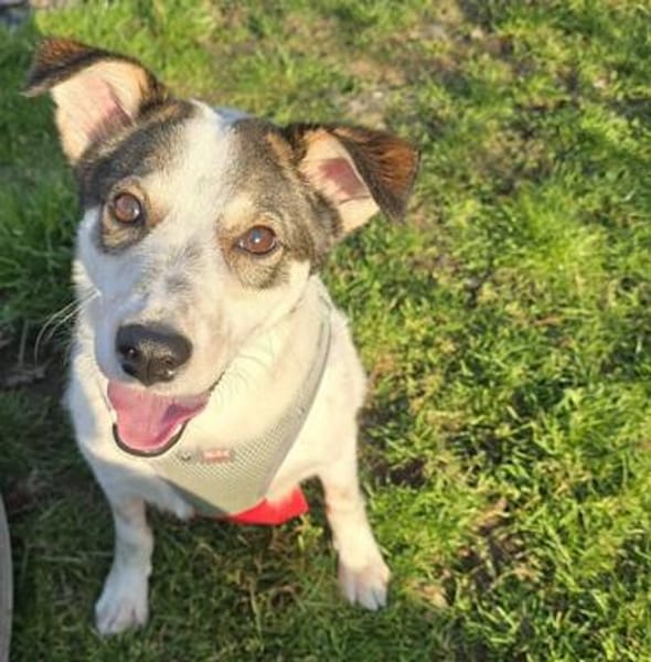 sozialer Rolli-Hund JOSCHI sucht seine Menschen