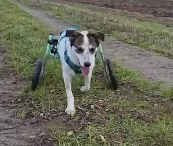 sozialer Rolli-Hund JOSCHI sucht seine Menschen