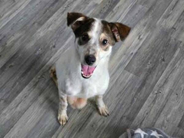 sozialer Rolli-Hund JOSCHI sucht seine Menschen