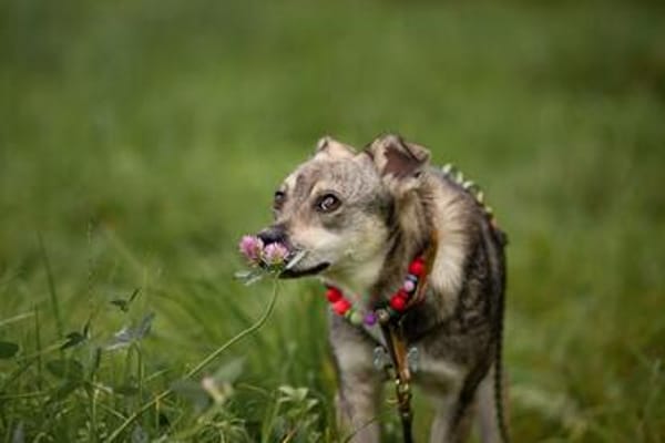 Pepito - toller unkomplizierter Rüde