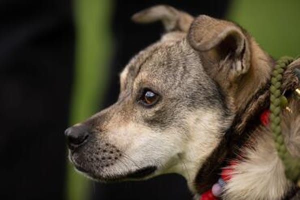 Pepito - toller unkomplizierter Rüde