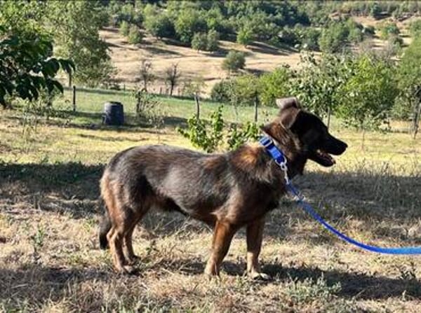 Coco sucht seine Menschen