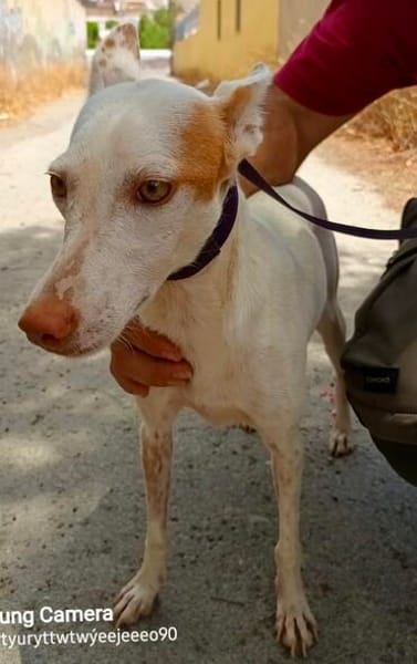 Milka, bewegunsgfreudig, freundlich, offen