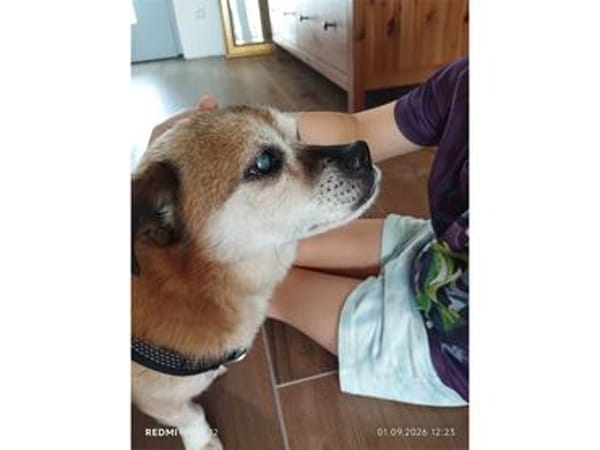Sid - wartet in 93309 Kelheim