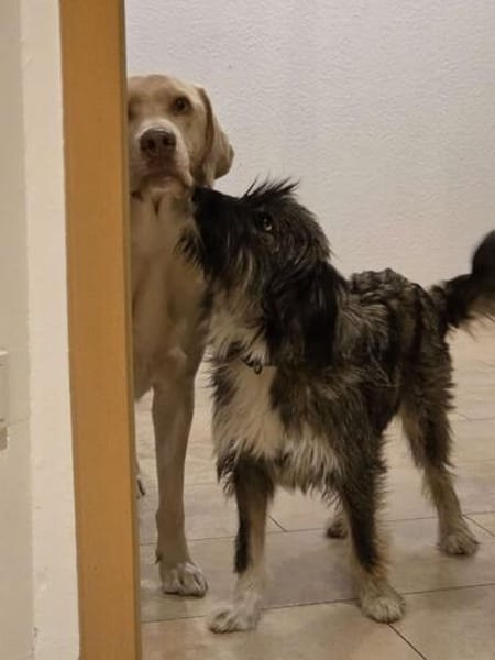 LILA  ein Engel, Pflegefamilie Kevelaer