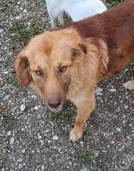 Capuccina 1-2 Jahre
