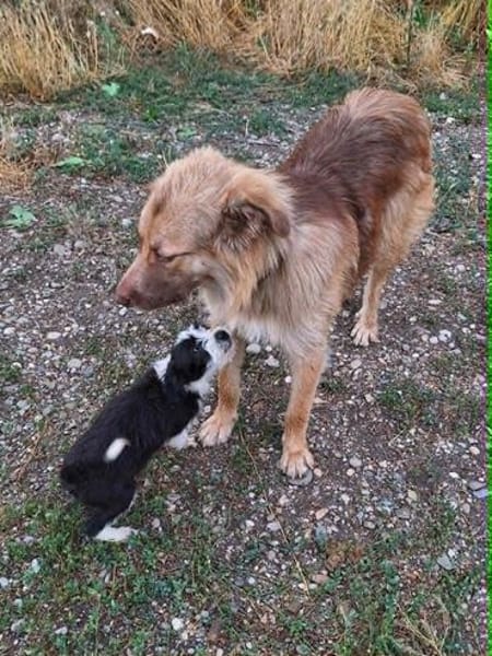 Capuccina 1-2 Jahre