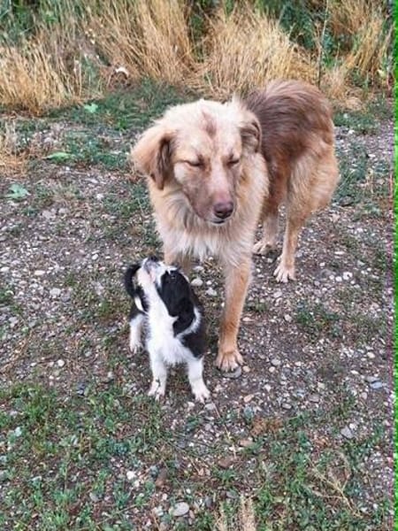 Capuccina 1-2 Jahre