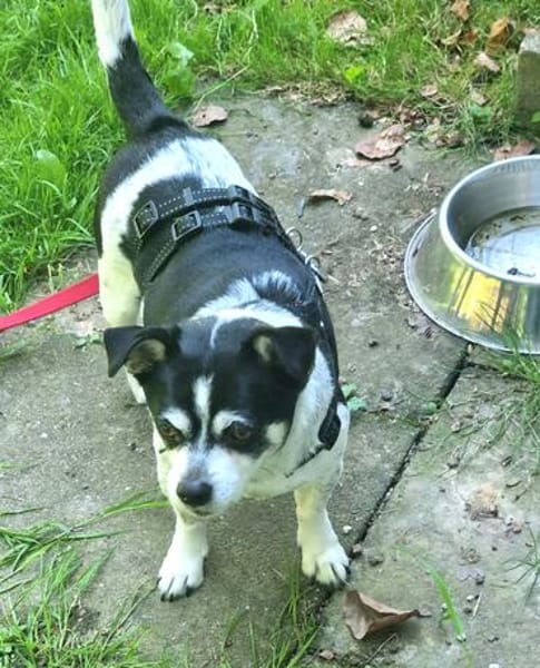 Raton - jetzt Rocky, Hundeopi sucht Zuhause