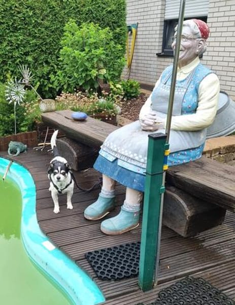Raton - jetzt Rocky, Hundeopi sucht Zuhause