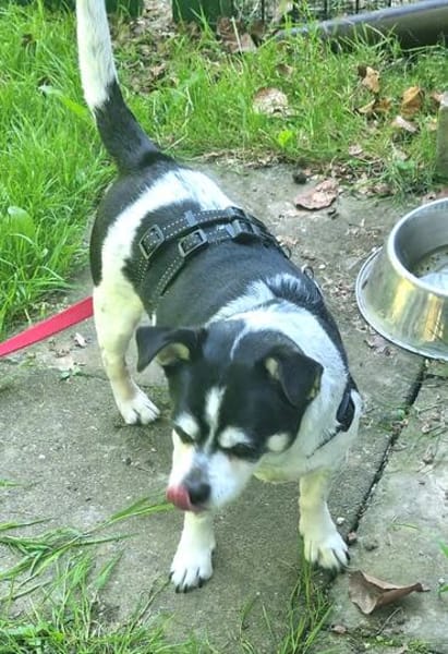 Raton - jetzt Rocky, Hundeopi sucht Zuhause