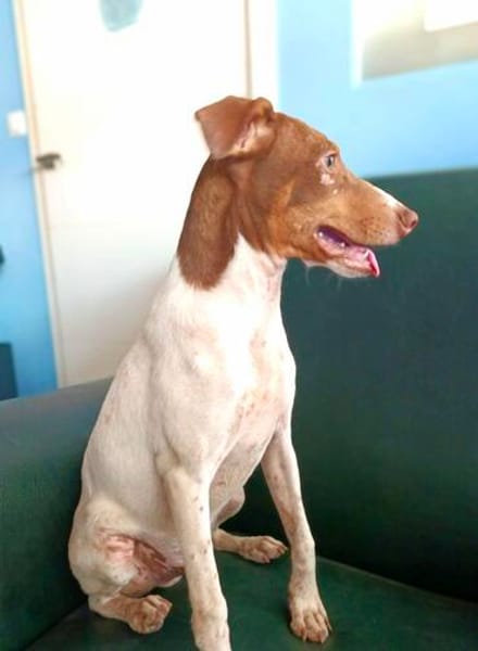 Deux, neugierig, agil, verspielt