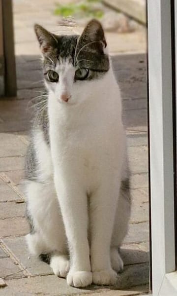 Kleiner Donner