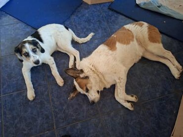 Pepi - darf ich Dein Schatten sein?