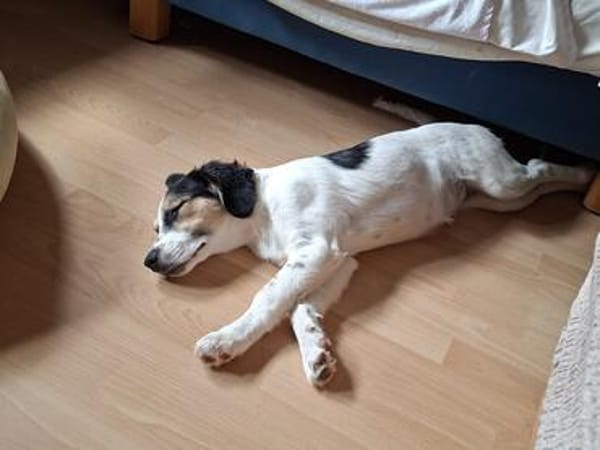 Pepi - darf ich Dein Schatten sein?