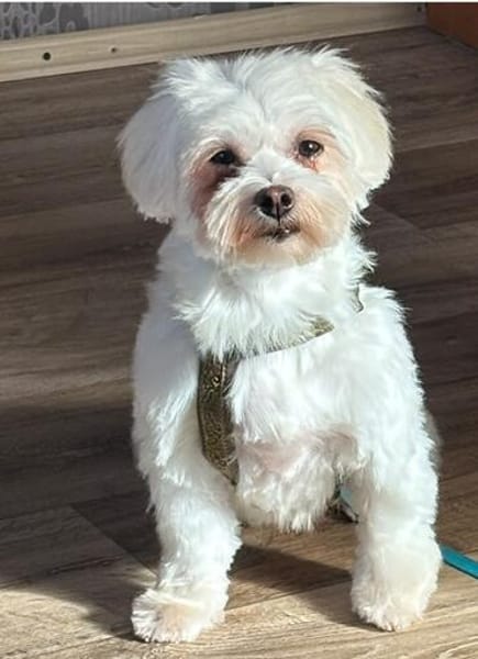 Amalka° 66740 Saarlouis