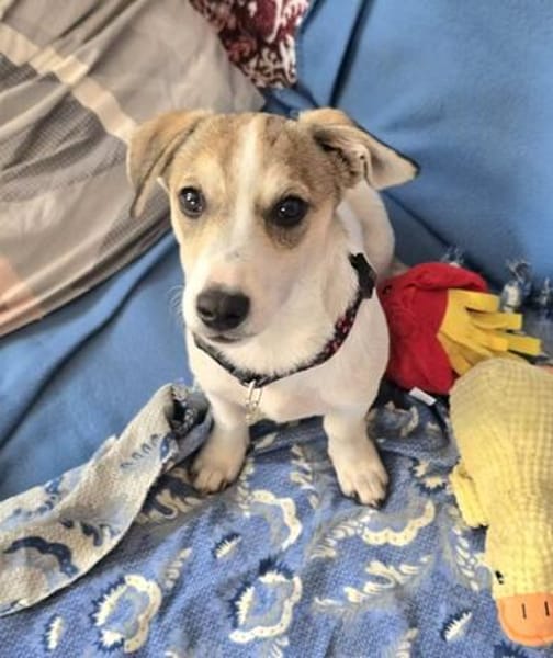Hallo! Ich bin Peanut und suche Dich :-)