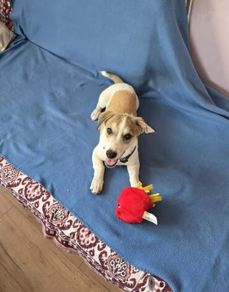 Hallo! Ich bin Peanut und suche Dich :-)