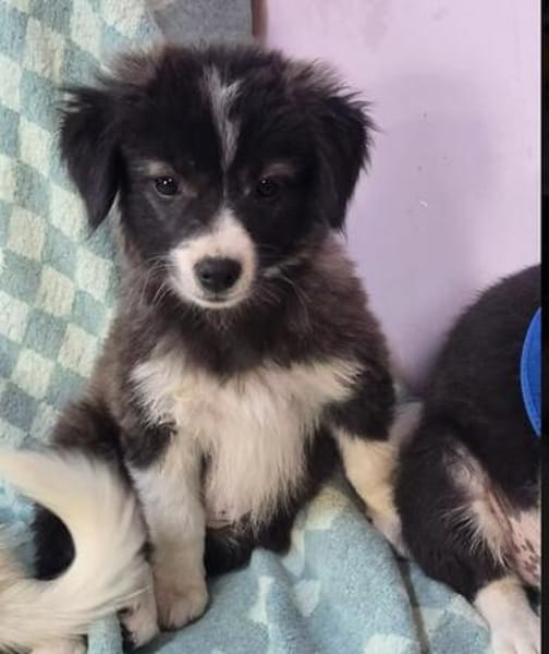 Baby Hazel möchte Ihr Köfferchen packen