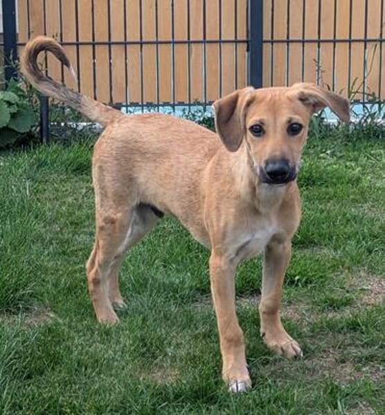 Leo sucht ein liebevolles Zuhause