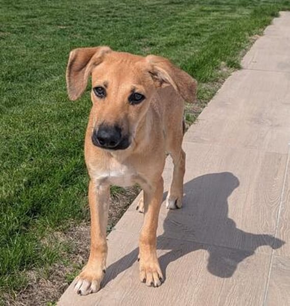 Leo sucht ein liebevolles Zuhause