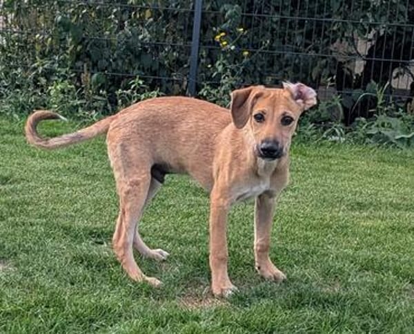Leo sucht ein liebevolles Zuhause