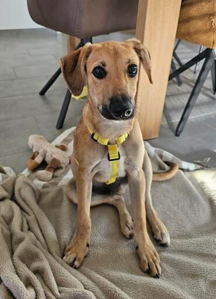 Leo sucht ein liebevolles Zuhause